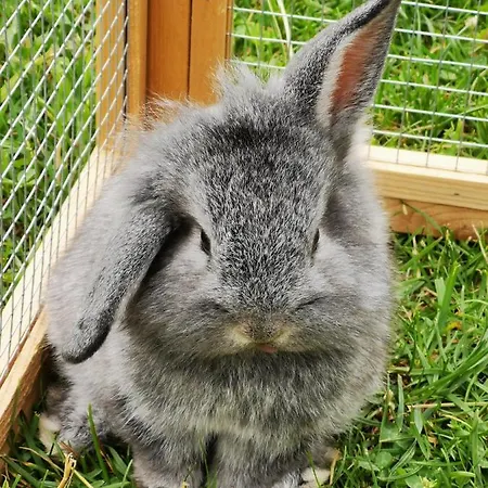 Biobauernhof Brandlhof *