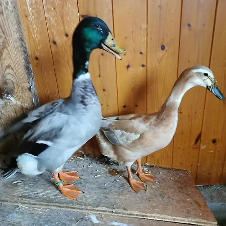 Appartement Biobauernhof Brandlhof *