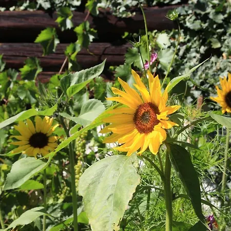 Biobauernhof Brandlhof Apartment