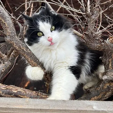 Biobauernhof Brandlhof Appartement *