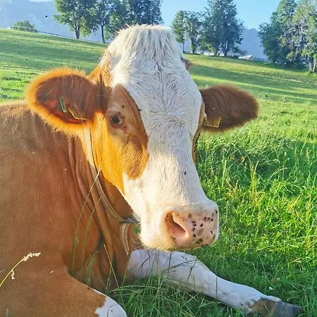 Lejlighed Biobauernhof Brandlhof