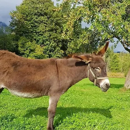 Biobauernhof Brandlhof Lejlighed Ramsau am Dachstein