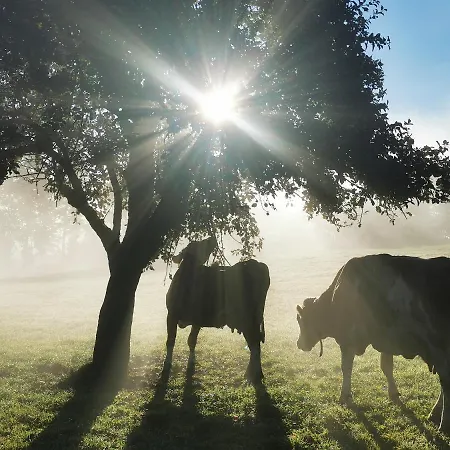 Apartment Biobauernhof Brandlhof Ramsau am Dachstein