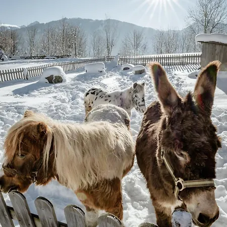 Biobauernhof Brandlhof Ramsau am Dachstein
