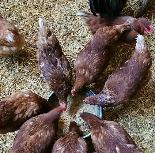 Biobauernhof Brandlhof Apartment Ramsau am Dachstein