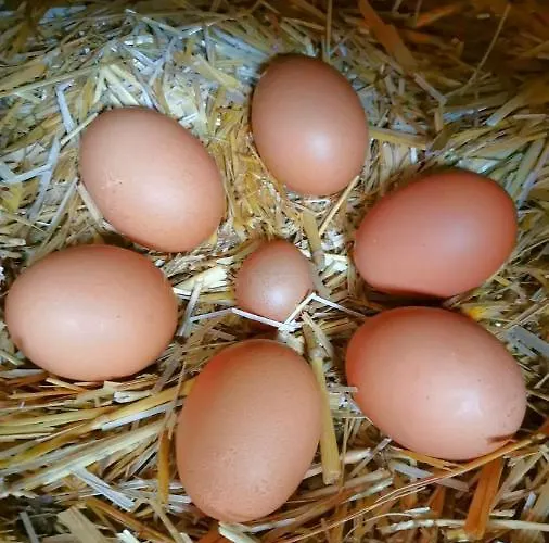 Apartment Biobauernhof Brandlhof Ramsau am Dachstein