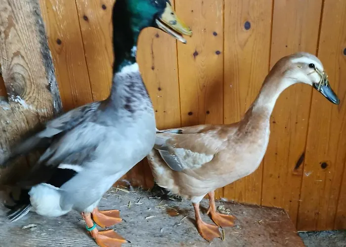 Apartment Biobauernhof Brandlhof *