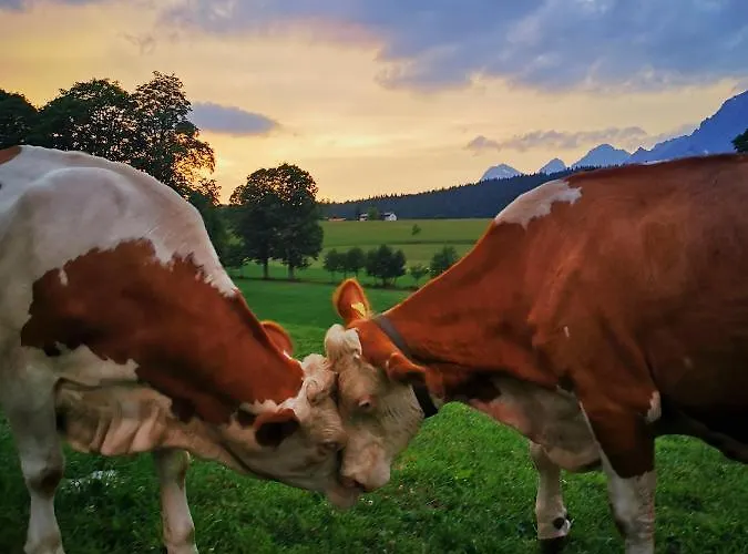 Biobauernhof Brandlhof * Рамзау