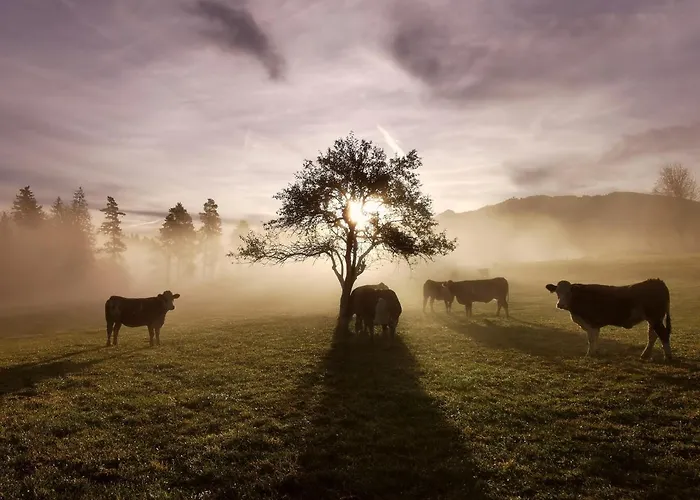 Biobauernhof Brandlhof