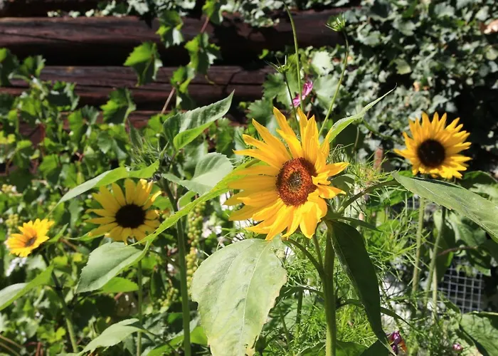 Biobauernhof Brandlhof Апартаменты