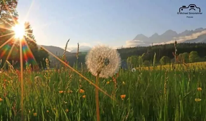 Biobauernhof Brandlhof Ramsau am Dachstein