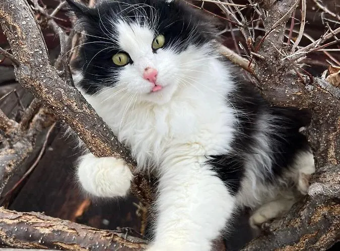 Biobauernhof Brandlhof Apartment *