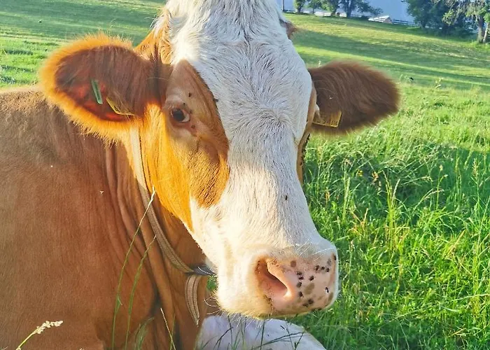 Apartment Biobauernhof Brandlhof