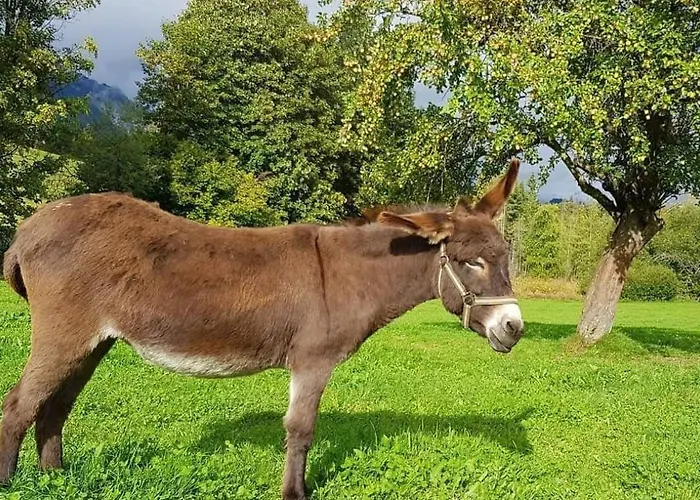 Biobauernhof Brandlhof Apartment Ramsau am Dachstein
