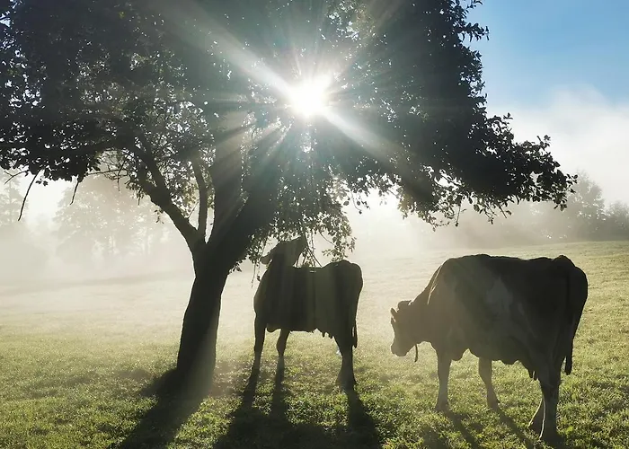 Апартаменты Biobauernhof Brandlhof Рамзау