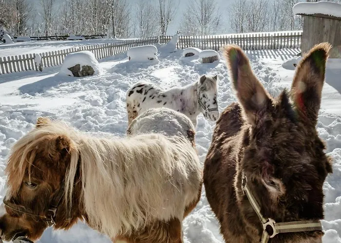 Biobauernhof Brandlhof Ramsau am Dachstein