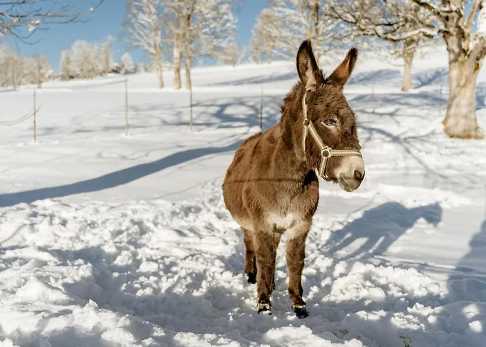 Biobauernhof Brandlhof Апартаменты *